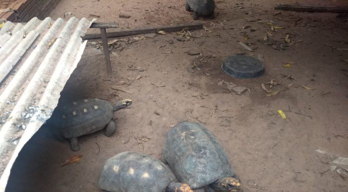 POLÍCIA AMBIENTAL RESGATADA 11 JABUTIS DE CATIVEIRO E AUTUA HOMEM EM R$ 5,5 MIL