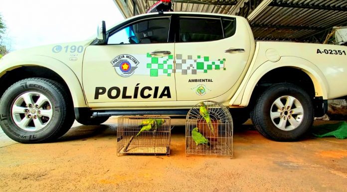 Polícia Ambiental autua homem em R$ 1,5 mil por ter aves em cativeiro