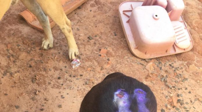 Homem e multado em R$ 3 mil por maus tratos a cão