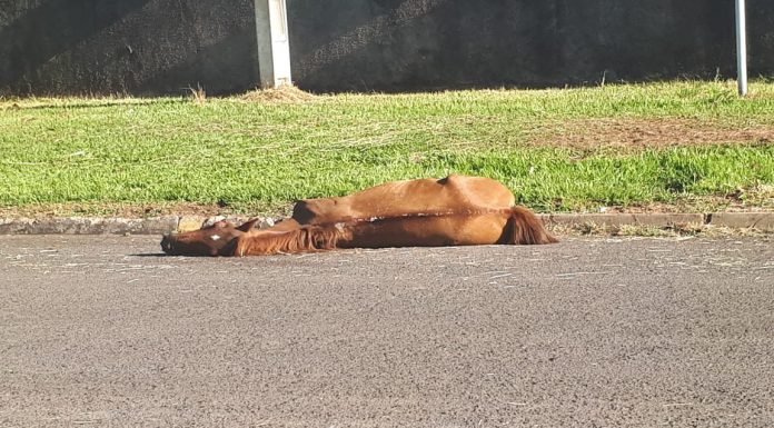 Cavalo é encontrado morto na rua próxima à antiga estação ferroviária em Dracena
