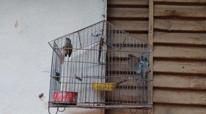Polícia Ambiental liberta 10 aves de cativeiro e autua sitiante em R$ 5 mil