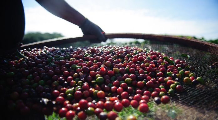 Pesquisa da Conab indica queda na produção nacional de café em 2021