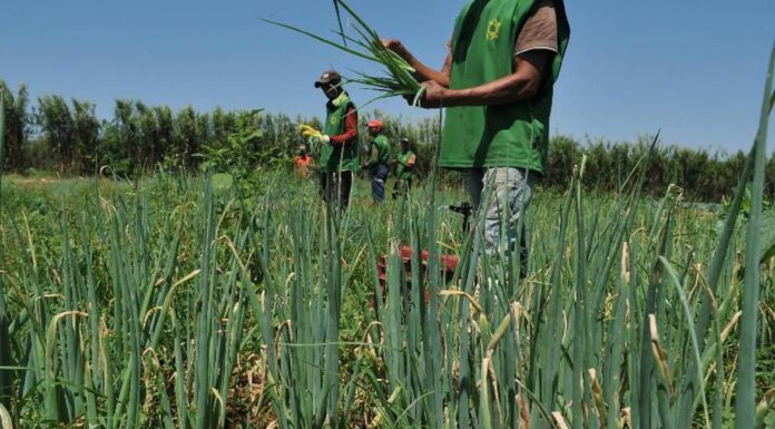 Ministério da Agricultura libera R$ 74 milhões em recursos do Garantia-Safra