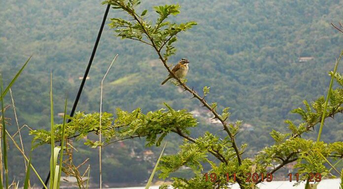 Mais de 25 mil espécies da flora só existem no Brasil, mostra estudo