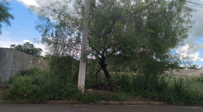 Notificações e autuações por terrenos sujos crescem cerca de 140% na cidade neste início de ano