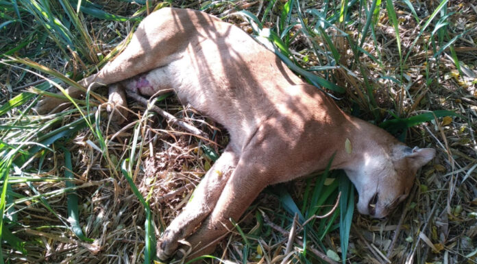 Onça suçuarana morre atropelada na SP-294 em Tupi Paulista