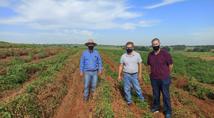 Junqueirópolis: Diretoria do Agronegócio visita produção de Amendoim