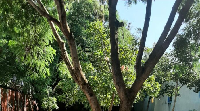 Secretaria responsável pela limpeza pública informa sobre recolhimento de galhos nos bairros