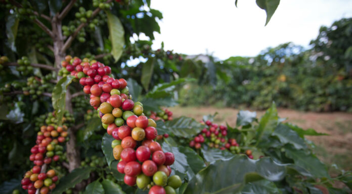 Café começa a quarta-feira com alta no preço