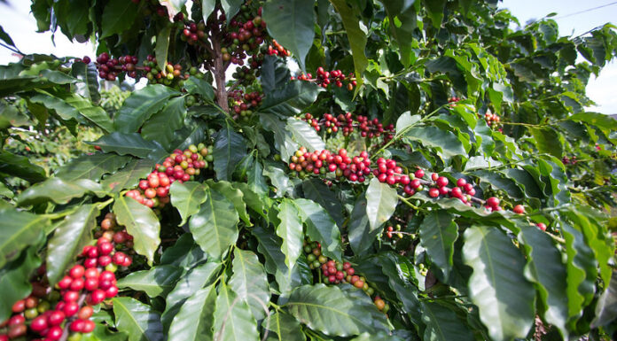 Seca provocou prejuízos à produção de café no Brasil em 2020, aponta CNA