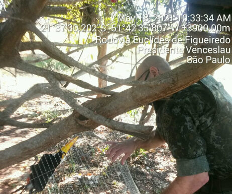 Polícia Ambiental autua moradora de dracena por manter tucano em cativeiro