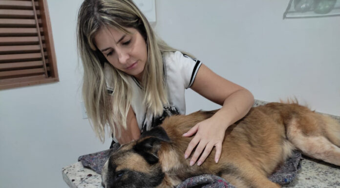 Morte de cachorro que foi resgatado após ser atropelado e abandonado em rodovia mostra falta de amor e de cuidados