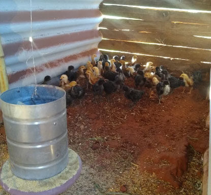Produtor rural instala aquecedor para proteger galinhas poedeiras