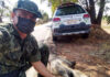 Cedida Polícia Militar Ambiental