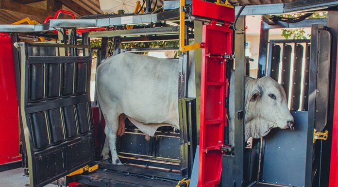 Troncos de contenção evoluem em bem-estar animal, facilidade de manejo e aumento da produtividade na pecuária Cedida