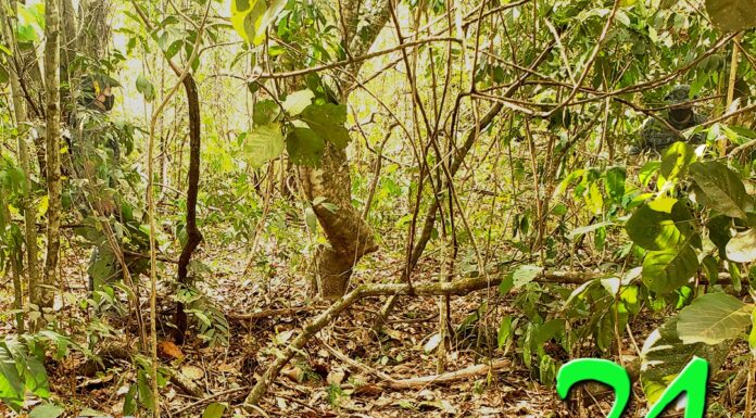 Dia do Policial Militar é comemorado com concurso de fotografia Imagem Ilustrativa