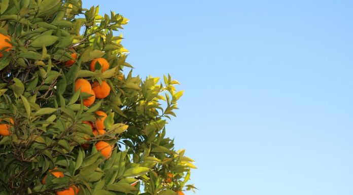 Mandioca, laranja e manga entram na lista de produtos que receberão bônus do PGPAF em setembro