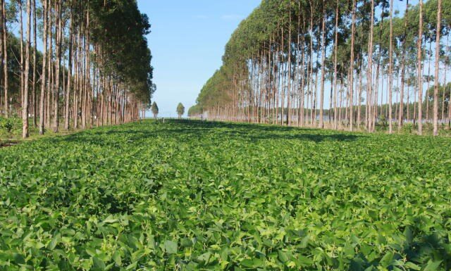 CPR Verde: título irá recompensar o produtor pela preservação ambiental Cedida Gabriel Faria/Embrapa