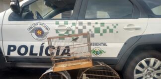 Cedida Polícia Militar Ambiental