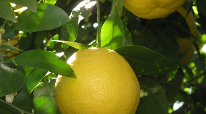 Boletim Prohort da Conab mostra que preços da laranja seguem altos devido ao clima Reprodução Unsplash