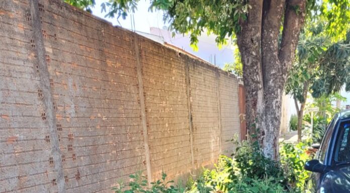 Morador do Jardim Europa reclama de árvore arrancada pela Prefeitura Cedida WhatsApp