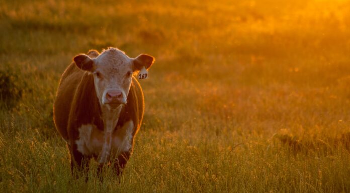 China libera entrada de carne bovina do Brasil Reprodução Unsplash