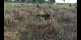 Cedida Polícia Ambiental