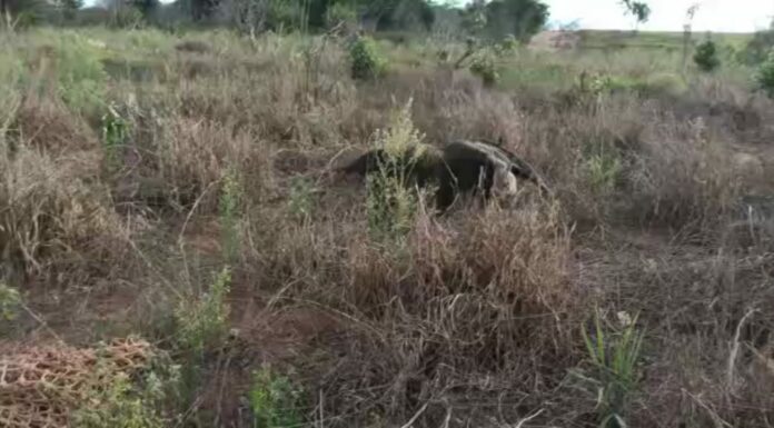Polícia Ambiental resgata tamanduá-bandeira em Tupi Paulista Cedida Polícia Ambiental