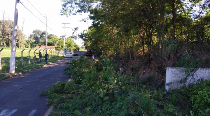 Agricultura faz poda de árvores em trecho que leva ao Jd. Fioravante Cedida Prefeitura