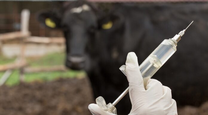 Farmácia abastecida na fazenda: a importância de agir rápido para manter a saúde do gado Cedida Assessoria