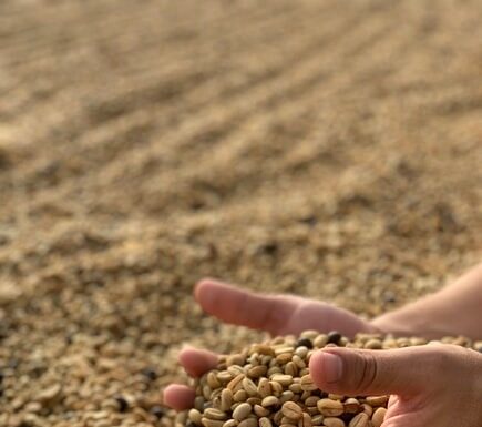 Produção de café da espécie arábica atinge 75% e conilon 25% do faturamento total das lavouras cafeeiras no Brasil em 2021 Reprodução Unsplash