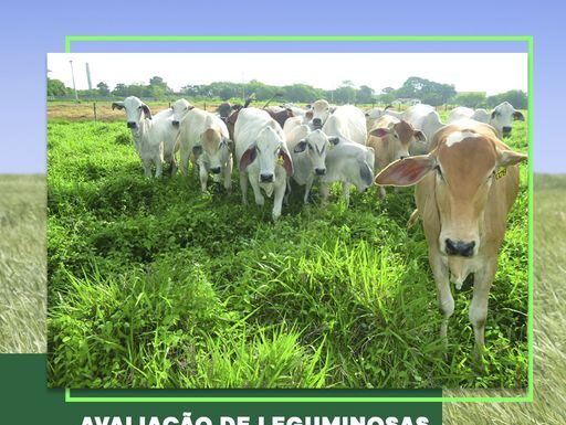Avaliação de leguminosas forrageiras em pastagens gera diversos benefícios aos sistemas de produção a pasto Reprodução Facebook
