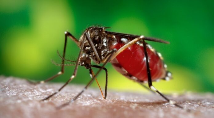 Vigilância Epidemiológica de Dracena confirma morte de dengue neste começo de 2022 Imagem ilustrativa