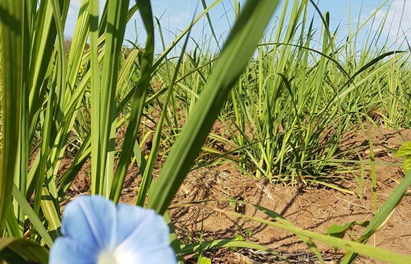 IAC lança boletim sobre os fundamentos da aplicação de herbicidas em cana-de-açúcar Cedida Assessoria Governo