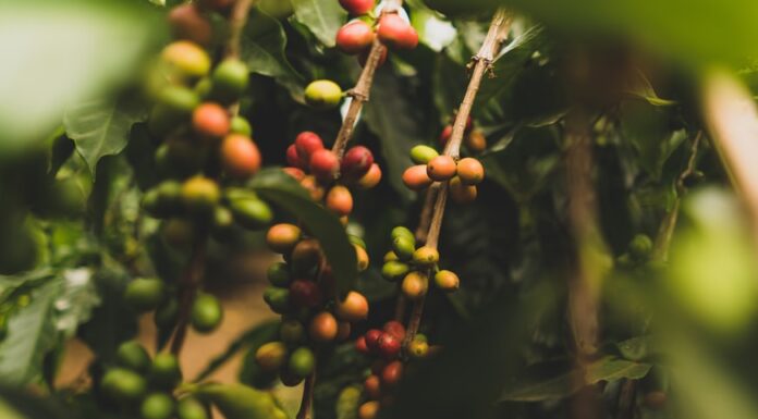 Conab aponta para uma produção de 55,7 milhões de sacas de café na safra de 2022 Reprodução Unsplash