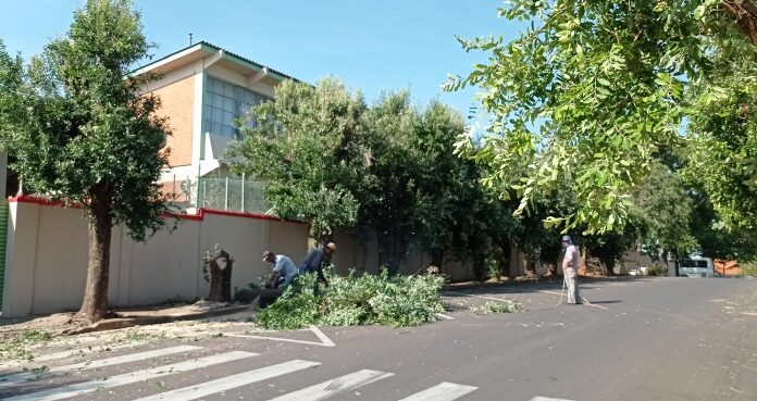 Secretaria de Agricultura retira árvores que causam danos à EE 9 de Julho Cedida Prefeitura