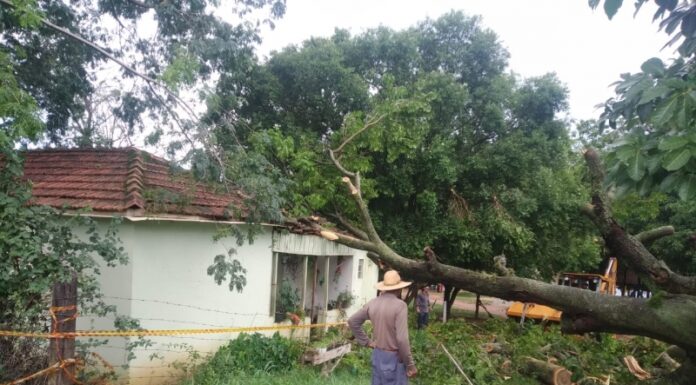 Imóvel rural é condenado após queda de árvore antiga em razão das chuvas do fim de semana Cedida Prefeitura
