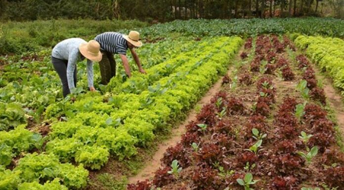 Curso de Olericultura do Senar incentiva produção de hortaliças Cedida Sindicato Rural/Senar Dracena