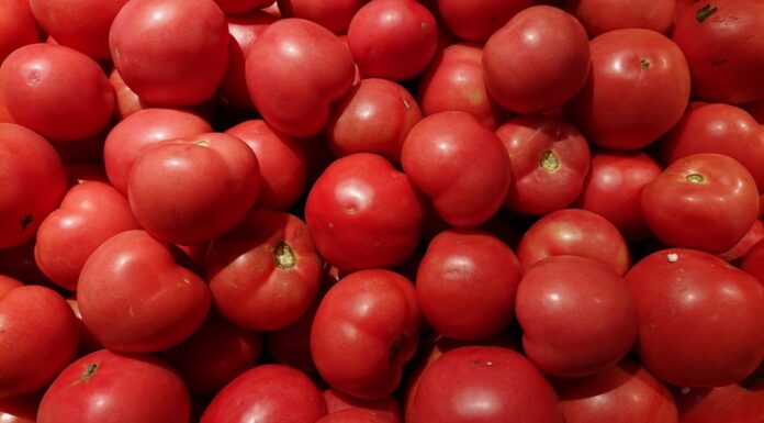 São Paulo produz 872,6 mil toneladas de tomate nas safras de verão e inverno do ano agrícola 2020/2021 Reprodução Facebook