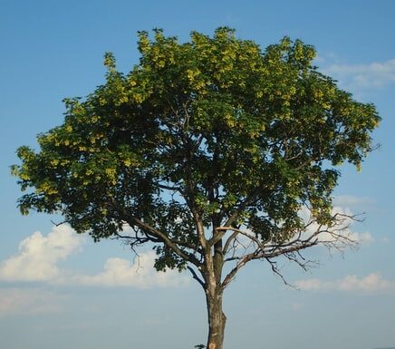 ICMS Ambiental repassou mais de R$ 370 milhões a municípios paulistas em 2021 Reprodução Unsplash