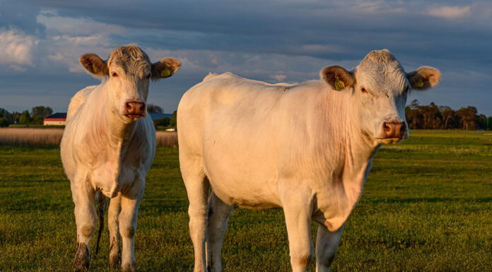 Canadá vai abrir mercado para importação de carne bovina e suína do Brasil Reprodução Unsplash
