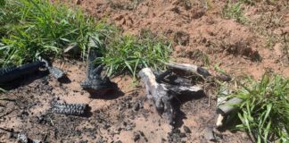 Cedida Polícia Ambiental
