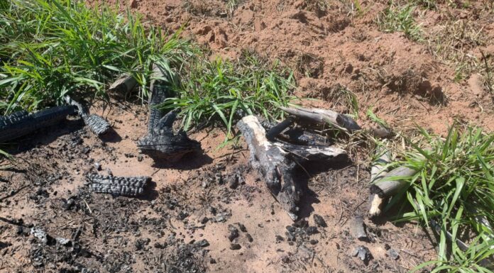 Polícia Ambiental autua sitiante em R$ 64 mil por uso de fogo em vegetação Cedida Polícia Ambiental