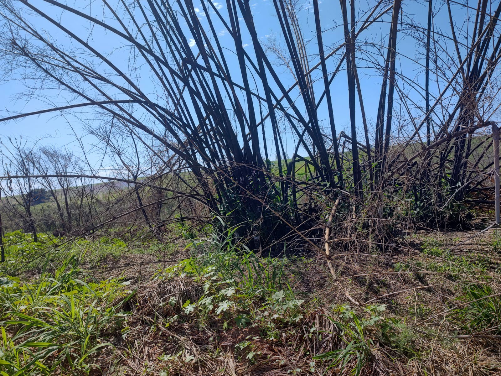 Cedida Polícia Ambiental