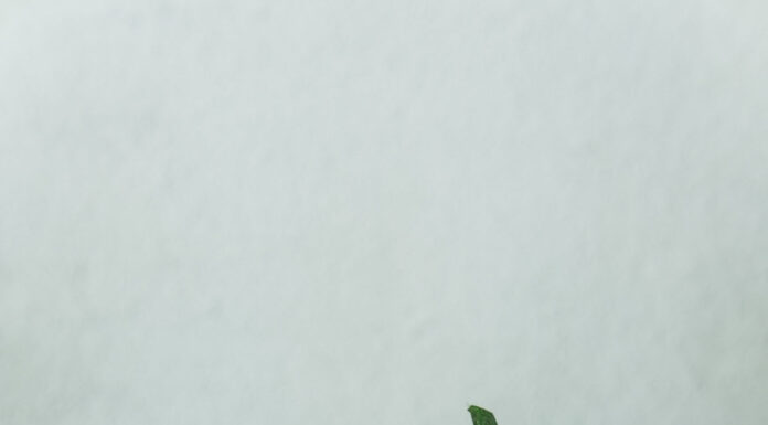 Reprodução Unsplash