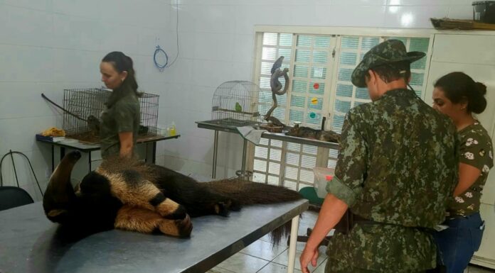 Cedida Polícia Ambiental