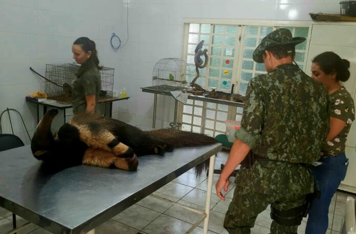 Cedida Polícia Ambiental