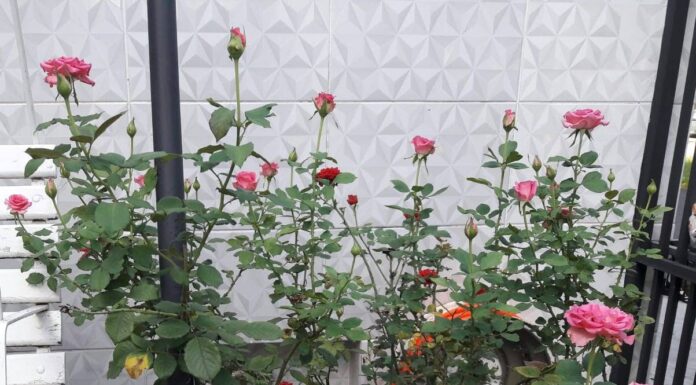 Curso gratuito do Senar/Sindicato Rural ensina como cultivar rosas corretamente L. Pinheiro/JR