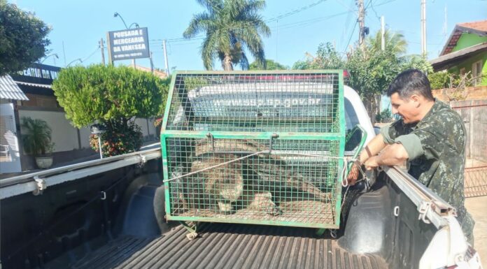 Cedida Polícia Ambiental