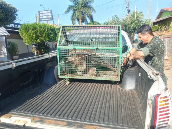 Cedida Polícia Ambiental